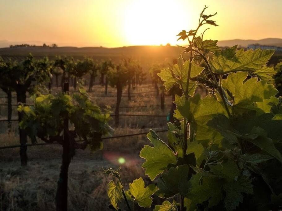 The Vineyard Farmhouse Villa Paso Robles Bagian luar foto